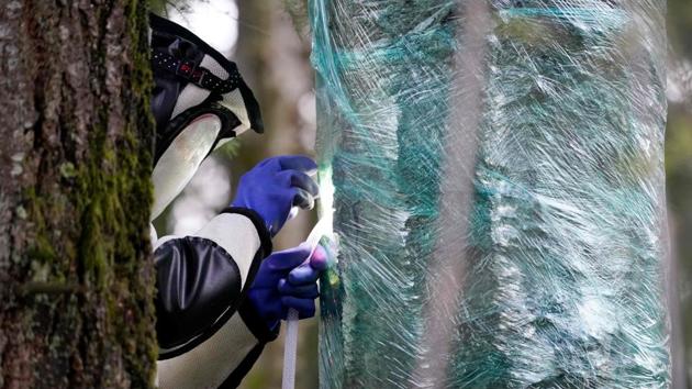 A WSDA entomologist fills a tree cavity with carbon dioxide after vacuuming a nest of Asian giant hornets from inside it, on October 24 in Blaine, Washington. (Elaine Thompson / AFP)