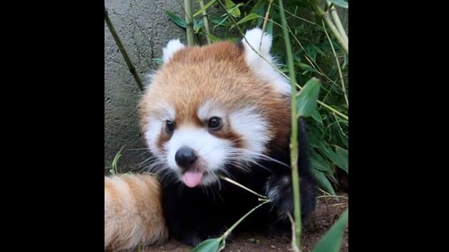The image shows Pabu the red panda.(Instagram/@oregonzoo)