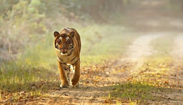 Image of a tiger walking in the Dudhwa Tiger Reserve in Uttar Pradesh.(Dudhwa Tiger Reserve) Image of a tiger walking in the Dudhwa Tiger Reserve in Uttar Pradesh.(Dudhwa Tiger Reserve)