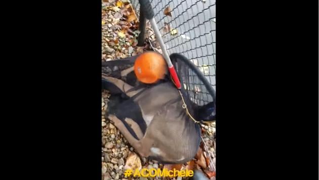 The image shows the deer with its head stuck inside the plastic pumpkin.(Facebook/Montclair Township Animal Shelter)