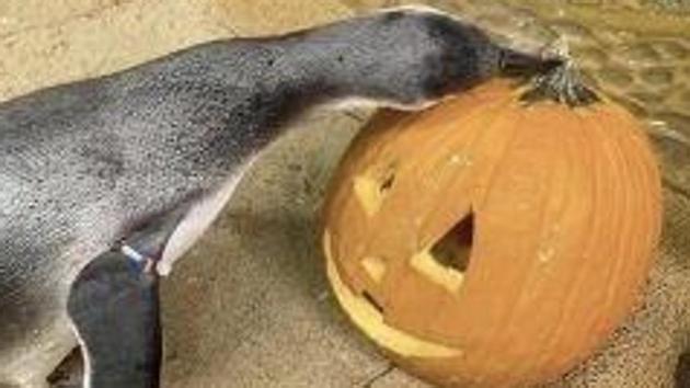 The image shows a penguin named Sir Elio.(Instagram/@shedd_aquarium)