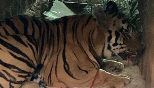 The tiger is at Chandrapur transit treatment centre and will be later shifted to the rescue centre in Nagpur.(Maharashtra forest department)