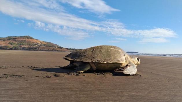 Olive Ridley turtle spotted at Velas beach. (Mohan Upadhyay) Olive Ridley turtle spotted at Velas beach. (Mohan Upadhyay)