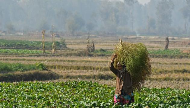 A farmer carries a bunch of grass at a vegetable field on the outskirts of Srinagar on October 27.(AFP)