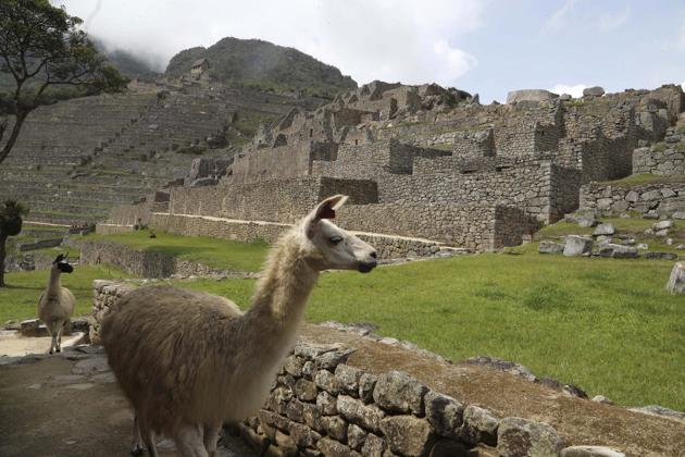 Lamas walk inside the empty Machu Picchu archeological site, devoid of tourists while it's closed amid the COVID-19 pandemic, in the department of Cusco, Peru, Tuesday, Oct. 27, 2020. Currently open to maintenance workers only, the world-renown Incan citadel of Machu Picchu will reopen to the public on Nov. 1. (AP Photo/Martin Mejia) (AP)
