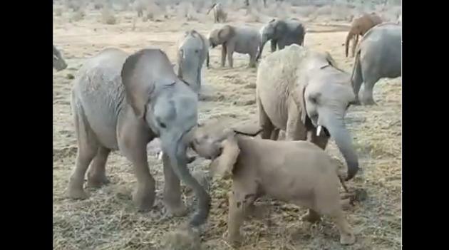 Little Lapa running from one elephant to the other, as if trying to pick a fight with them. (Instagram/@sheldricktrust) Little Lapa running from one elephant to the other, as if trying to pick a fight with them. (Instagram/@sheldricktrust)