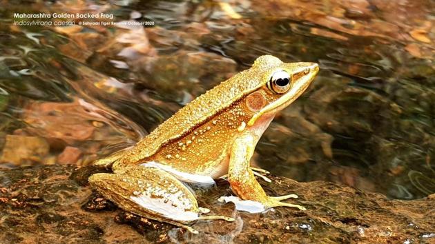 The golden-backed frog(Photo courtesy: Rohan Bhate)