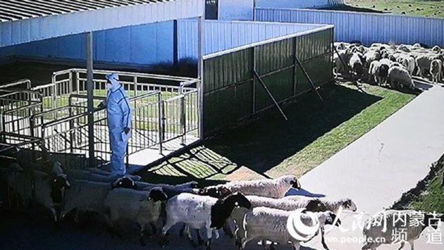 Herds of 4000 of the promised 30000 sheep – from Mongolia to China – arrived in a northern China town earlier this month after being tested, quarantined, and travelling over a designated land route in disinfected trucks.(Photo credit: People’s Daily) Herds of 4000 of the promised 30000 sheep – from Mongolia to China – arrived in a northern China town earlier this month after being tested, quarantined, and travelling over a designated land route in disinfected trucks.(Photo credit: People’s Daily)