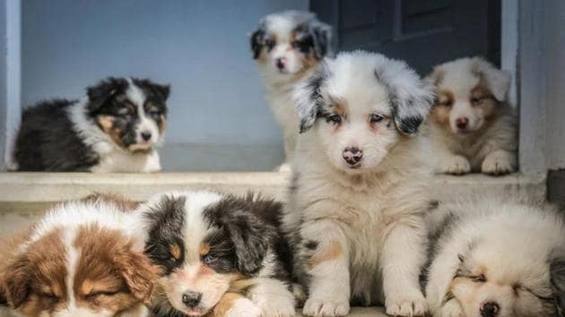 The image shows dogs. (Representative image)(Unsplash) The image shows dogs. (Representative image)(Unsplash)