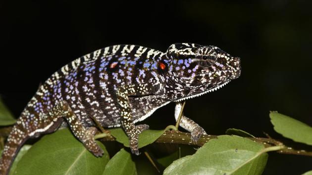 Scientists say they have found an elusive chameleon species that was last spotted in Madagascar 100 years ago.(AP photo)
