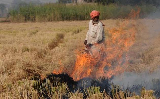 The survey teams found that around 25,800 hectares of land was under paddy cultivation, which is expected to result in 1.29 lakh quintals of crop residue.(HT File Photo)