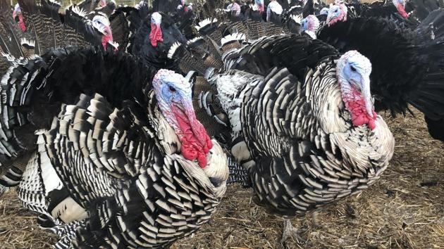 Turkeys are shown in a pen at Root Down Farm in Pescadero, California.(AP)