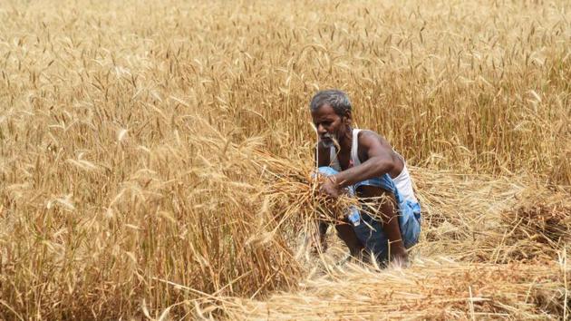 A farmer harvest wheat crop in a field in Patna during nationwide lockdown in April 2020.(Santosh Kumar/HT Photo)