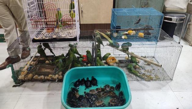 Different species of turtles and birds were seized and two people were arrested from Lalbaug on Thursday. (WWA) Different species of turtles and birds were seized and two people were arrested from Lalbaug on Thursday. (WWA)