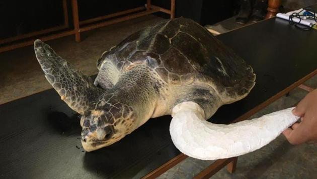 On October 27, the turtle was placed in a large tank and it was able to swim and stay afloat using the prosthetic flipper.(Dr Santosh Walvekar)