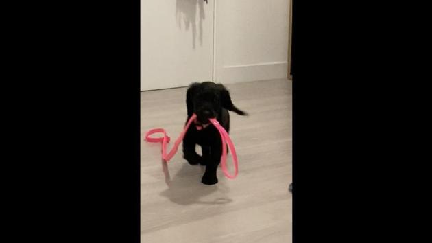 This image shows a dog named Maya. (Reddit/@HappyHippyToo) This image shows a dog named Maya. (Reddit/@HappyHippyToo)