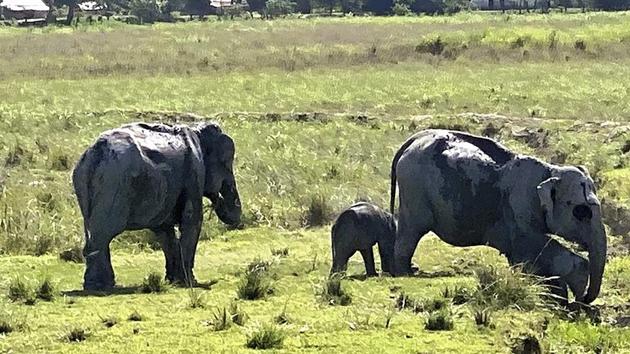 Kaziranga National Park was re-opened for visitors on October 21. (@CMOfficeAssam)(PTI) Kaziranga National Park was re-opened for visitors on October 21. (@CMOfficeAssam)(PTI)