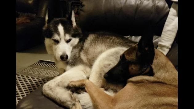: The image shows two dogs. (Reddit/@onelittledove) : The image shows two dogs. (Reddit/@onelittledove)
