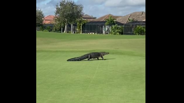 The image shows the alligator at the golf course.(Facebook/@Duran Golf Club)