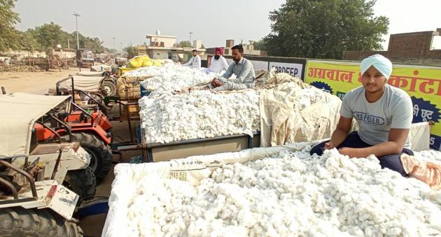 Sources attribute the major spike in cotton arrival to apprehension that Cotton Corporation of India (CCI) may get out of the market where private buyers are offering much less than the minimum support price (MSP) of ₹5,745/quintal with 8% moisture level. (HT PHOTO) Sources attribute the major spike in cotton arrival to apprehension that Cotton Corporation of India (CCI) may get out of the market where private buyers are offering much less than the minimum support price (MSP) of ₹5,745/quintal with 8% moisture level. (HT PHOTO)