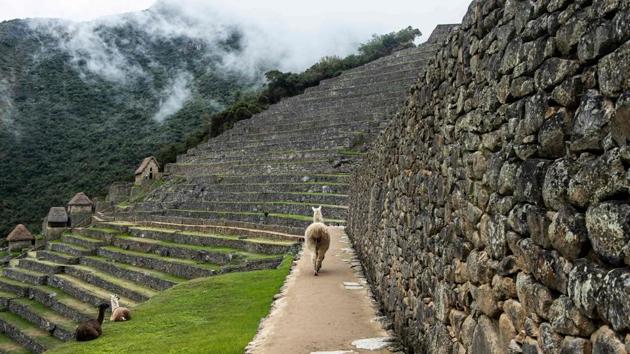 Llamas miling about at Machu Picchu on November 1. The citadel had opened for a brief moment just last month to allow in a single visitor -- a Japanese man stranded in the country and stuck in Peru since March, when he bought a ticket for the tourist site just days before the country declared a health emergency. (Ernesto Benavides / AFP)