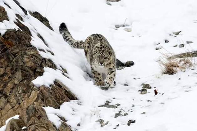 The estimation is being carried out in ten forest divisions of the state in the higher reaches of districts like Uttarkashi, Chamoli and Pithoragarh. (Representational Image) The estimation is being carried out in ten forest divisions of the state in the higher reaches of districts like Uttarkashi, Chamoli and Pithoragarh. (Representational Image)