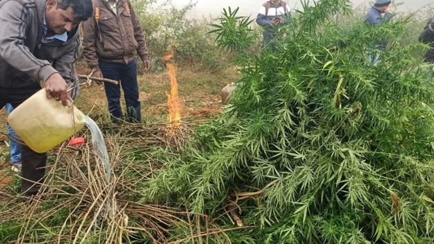 Odisha police personnel destroying a cannabis plantation in Koraput. (HT PHOTO) Odisha police personnel destroying a cannabis plantation in Koraput. (HT PHOTO)
