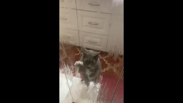 The image shows a grey-and-white furred feline. (Reddit/@seeyajess520) The image shows a grey-and-white furred feline. (Reddit/@seeyajess520)