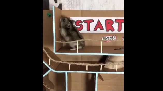 The clip shows Masya the hamster.(Instagram/@hamamaze_insta) The clip shows Masya the hamster.(Instagram/@hamamaze_insta)