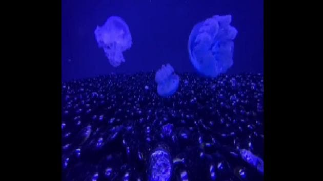 The image shows jellyfish swimming. (Instagram/@sheddaquarium) The image shows jellyfish swimming. (Instagram/@sheddaquarium)
