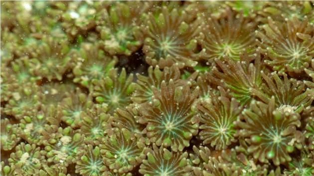 Flower pot coral. (Photo:Shaunak Modi) Flower pot coral. (Photo:Shaunak Modi)