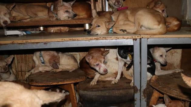 Dozens of dogs crammed inside a tiny house in Izumo, wetsern Japan.(REUTERS)