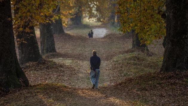 A man walks in a garden covered with fallen Chinar leaves on the outskirts of Srinagar on November 4. On the way ahead, Union Health Minister Harsh Vardhan said on November 4 that Covid-appropriate behaviour (facial coverings, social distancing and hand hygiene) was the key to combating the pandemic till a vaccine becomes available. (Dar Yasin / AP) A man walks in a garden covered with fallen Chinar leaves on the outskirts of Srinagar on November 4. On the way ahead, Union Health Minister Harsh Vardhan said on November 4 that Covid-appropriate behaviour (facial coverings, social distancing and hand hygiene) was the key to combating the pandemic till a vaccine becomes available. (Dar Yasin / AP)