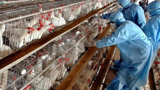 Bird flu is not know to be transmitted to humans but certain strains are very contagious among poultry. Representational image. (AP Photo/Ajit Solanki) Bird flu is not know to be transmitted to humans but certain strains are very contagious among poultry. Representational image. (AP Photo/Ajit Solanki)