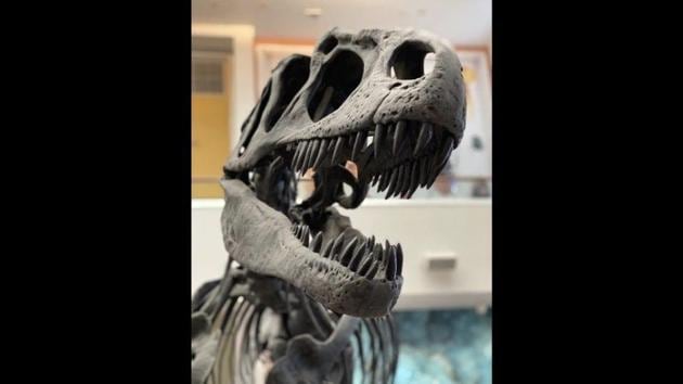 The image shows a dinosaur’s remains. (Representative image) (Unsplash) The image shows a dinosaur’s remains. (Representative image) (Unsplash)