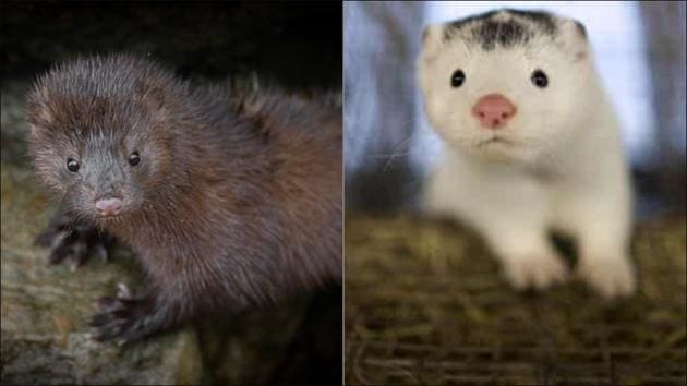 WHO in touch with Denmark over mutated strain of Covid-19 detected in minks(Twitter/minklivesmatter/pauljwildlife) WHO in touch with Denmark over mutated strain of Covid-19 detected in minks(Twitter/minklivesmatter/pauljwildlife)