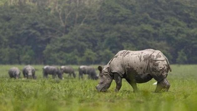 Pobitora has more than 100 rhinos, 2,000 wild buffaloes, thousands of hogs, barking deer, leopards, different species of snakes and tortoises.(AP file photo) Pobitora has more than 100 rhinos, 2,000 wild buffaloes, thousands of hogs, barking deer, leopards, different species of snakes and tortoises.(AP file photo)