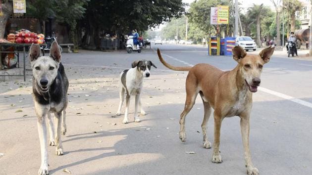 Stray dogs roam the streets in Sarabha Nagar in Ludhiana on Wednesday.(Harsimar Pal Singh/HT)