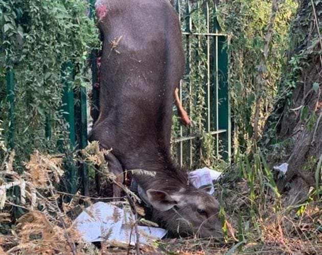 A sambar fawn speared to death on a fence within Sukhna Nature Trail.(PHOTO: DIVYE MATHUR) A sambar fawn speared to death on a fence within Sukhna Nature Trail.(PHOTO: DIVYE MATHUR)
