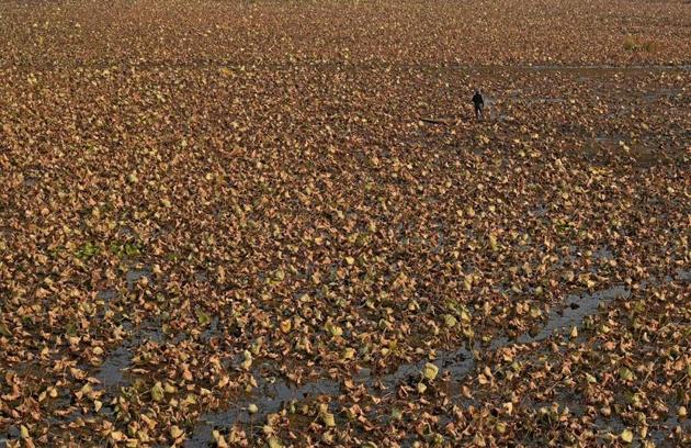 A man rows a boat through dry lotus plants at Nigeen lake in Srinagar on Friday.(AFP Photo)