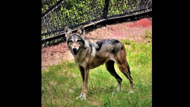 According to an official release, V Raghava Teja along with family members visited the zoological park and offered to adopt a wolf.(ANI)