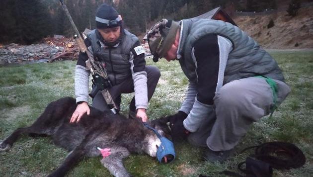 A black Canadian wolf caught by rangers from the French Biodiversity Office. (via REUTERS) A black Canadian wolf caught by rangers from the French Biodiversity Office. (via REUTERS)