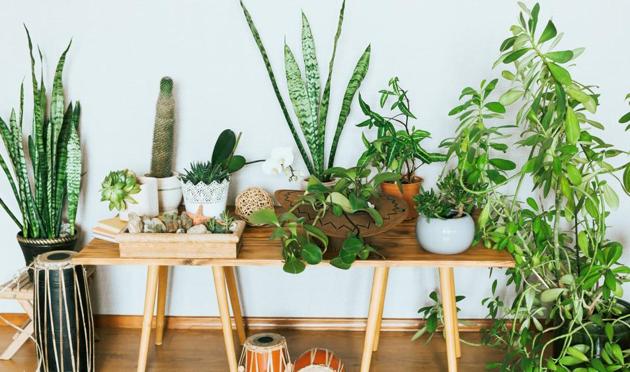 Low-maintenance house plants help improve indoor air quality (Photo: iStock) Low-maintenance house plants help improve indoor air quality (Photo: iStock)
