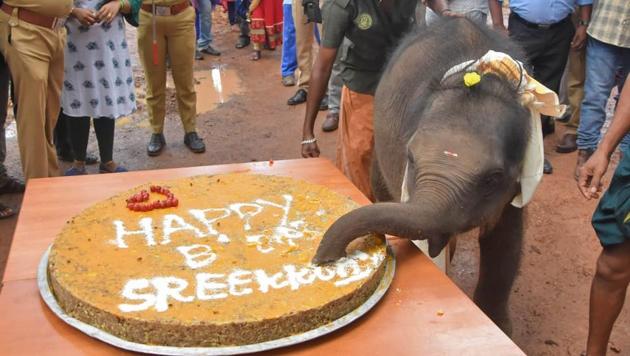 The image shows the elephant calf celebrating her birthday.(HT Photo/Ramesh Babu)