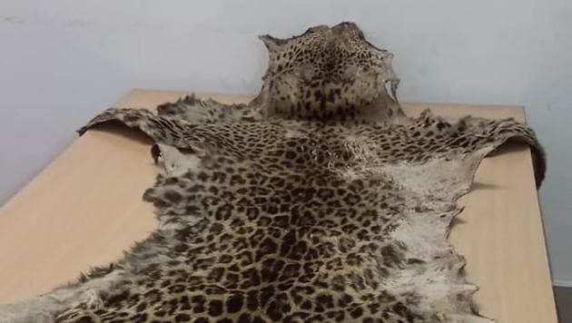 The seized leopard skin.(Source: Wildlife Crime Control Bureau)