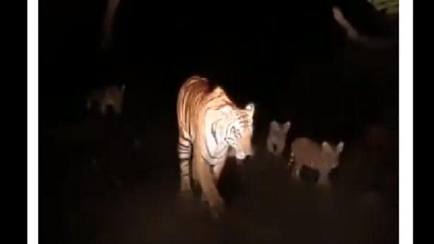 The image shows the mama tiger with her cubs.(Twitter@rameshpandeyifs) The image shows the mama tiger with her cubs.(Twitter@rameshpandeyifs)
