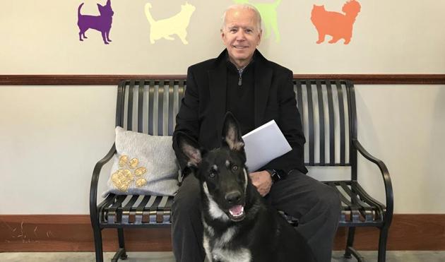 President-elect of the US, Joe Biden with his German Shepherd Major. (Photo: AP) President-elect of the US, Joe Biden with his German Shepherd Major. (Photo: AP)