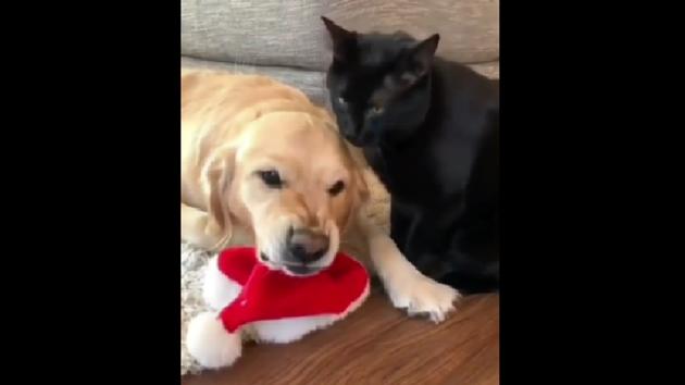 The image shows Lilly the doggo and a cat. (Instagram/@goldenretriever_lilly) The image shows Lilly the doggo and a cat. (Instagram/@goldenretriever_lilly)