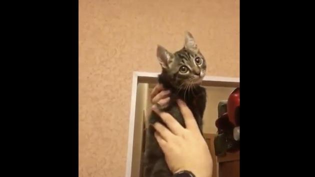 The image shows a cat.(Reddit/@unnaturalorder) The image shows a cat.(Reddit/@unnaturalorder)