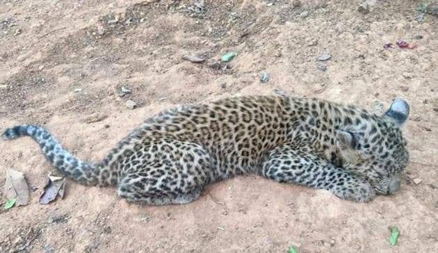 A three-to-four-month female leopard cub was reunited with its mother at the Tulsi range of Sanjay Gandhi National Park (SGNP) on Monday, in one of the first leopard cub rescue and reunion operations at SGNP, the forest department said. (SGNP)